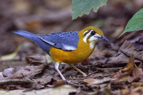 Kumpulan Foto Burung Anis Cendana Terbaik FOTO BURUNG KICAU