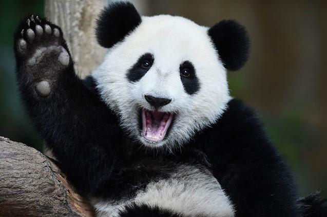 Panda HD imge photo - panda Say hello