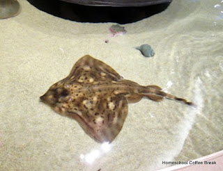 Homeschool Highlights - Aquarium Week on Homeschool Coffee Break @ kympossibleblog.blogspot.com - link up your homeschool posts here each week!