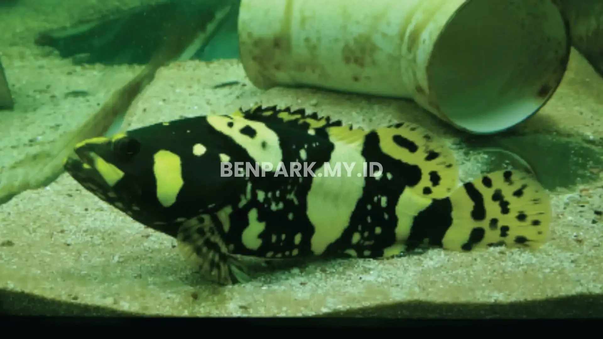 Bumblebee Grouper