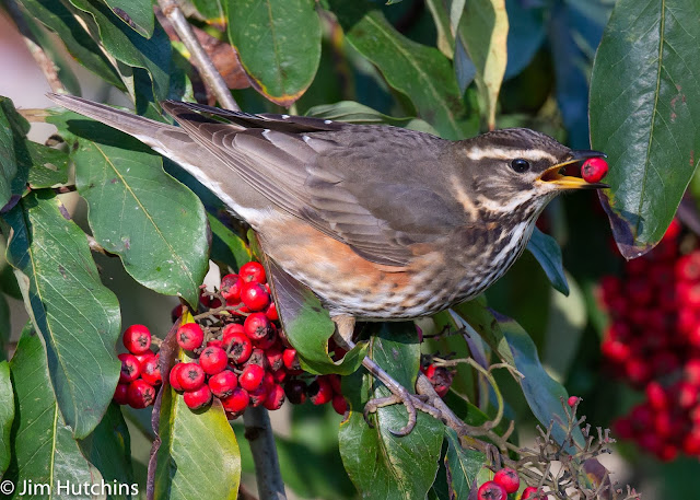 Redwing at Whipsnead Zoo