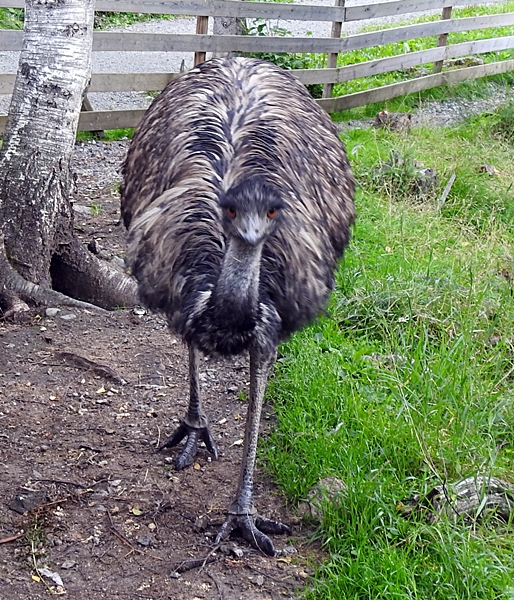 Tangen dyrepark emu