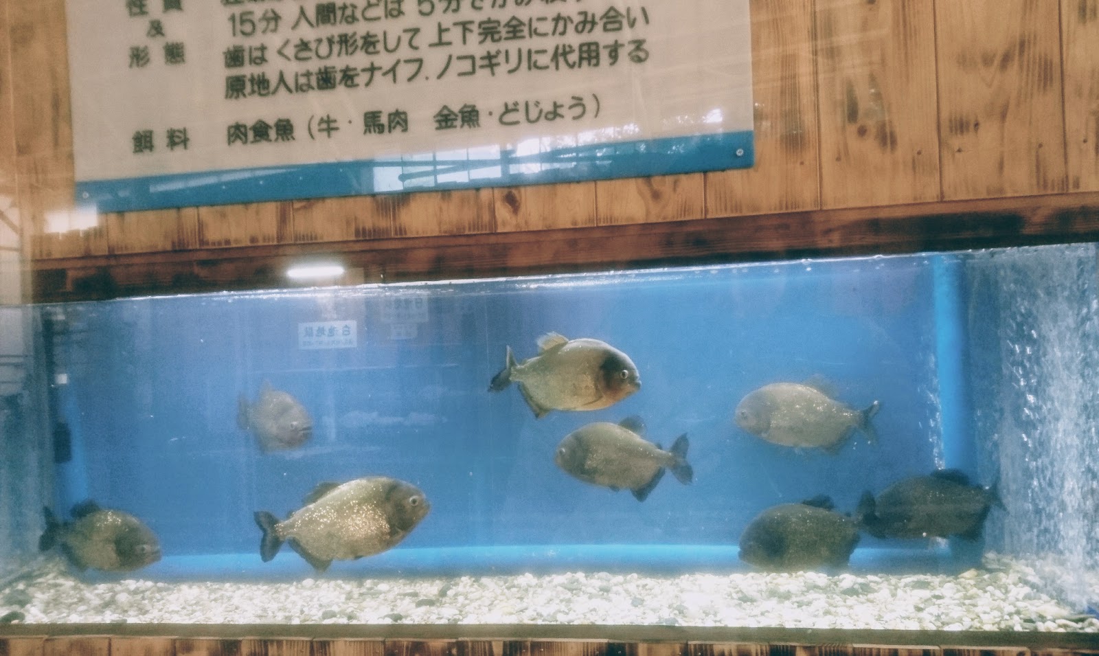 九州 2 23 Day8 蜜蜂和豬的日本九州單車旅行 第七站別府地獄溫泉一日遊必訪白池地獄 海地獄