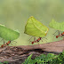 حقيقة قيام النمل بالزراعة تدحض خرافة التطور