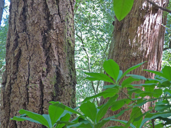 Redwood Nature Trail, Loeb State Park