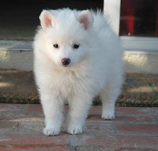 American Eskimo Dog Breeds