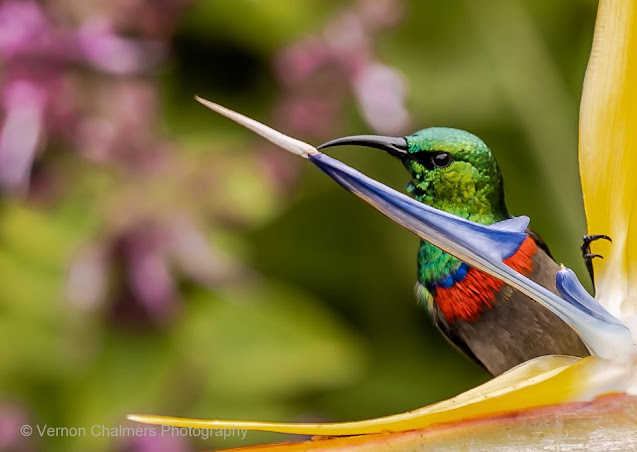 Southern Double-Collared Sunbird Kirstenbosch Botanical Garden