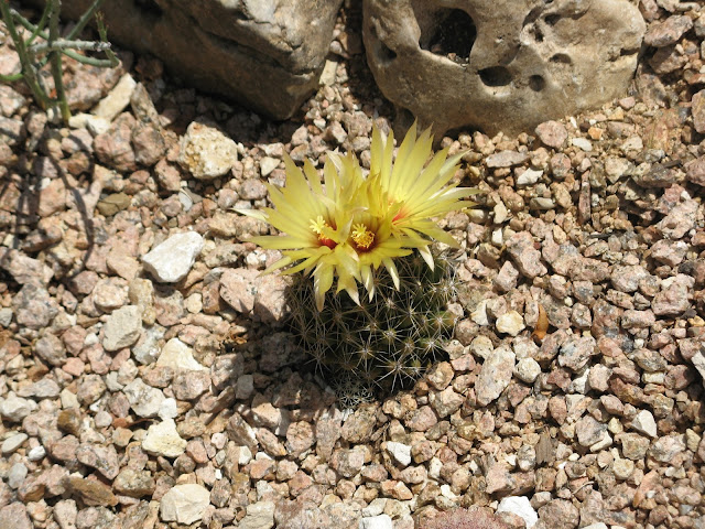 Pineapple cactus