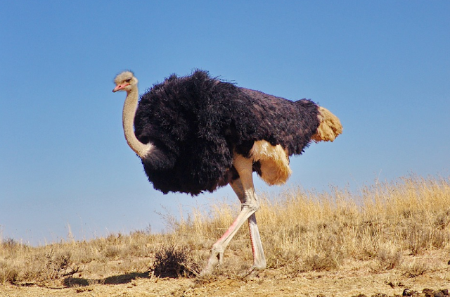 * Ostrich is the world largest bird.