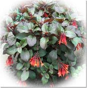 triphylla fuchsia in full flower