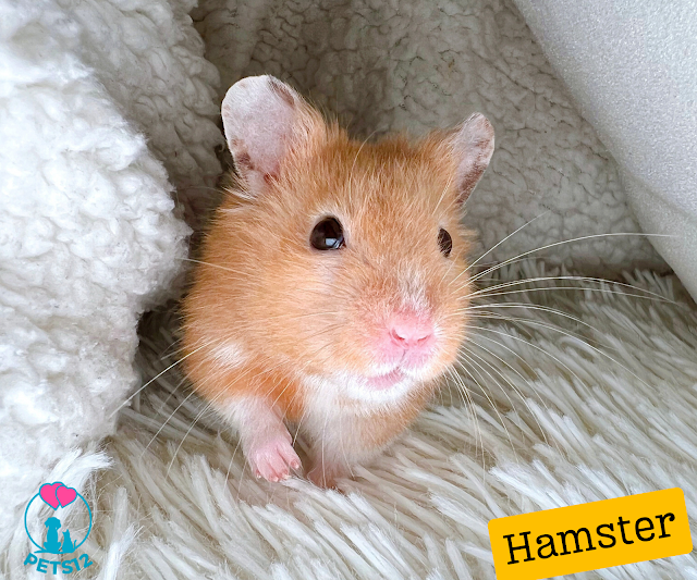 Exploring the Fascinating Habits of Hamsters: A Comprehensive Study