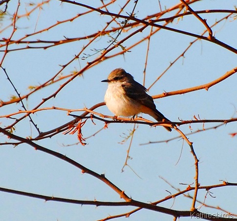 2. VerFly female-kab