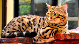 Kucing Ras Bengal