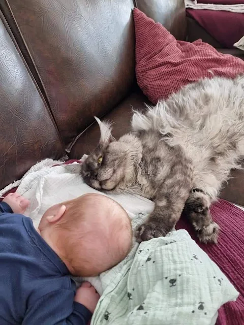 Picture of silver tabby Maine Coon and baby's head