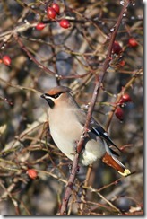 Waxwing