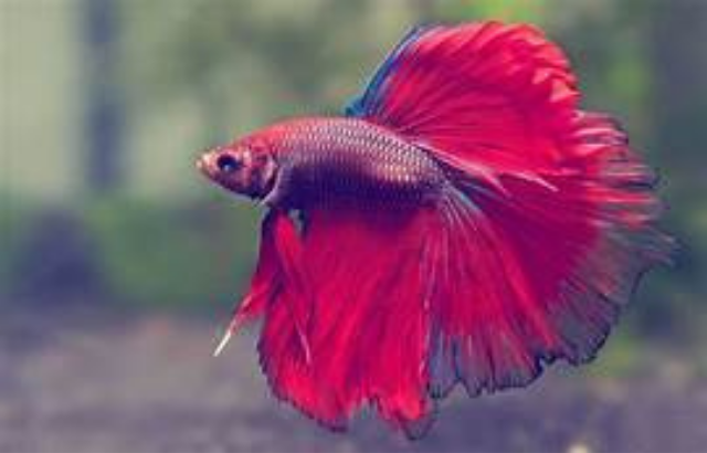 How to  properly take care of betta fish