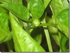 tiny Peppers