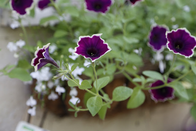 Ivory and Purple Petunia Trailing Variety with White Lobelia in Window Box