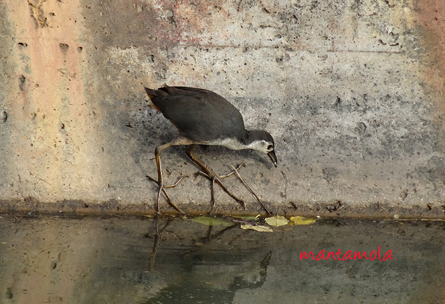 Sony DSC-HX50V, White breasted water hen