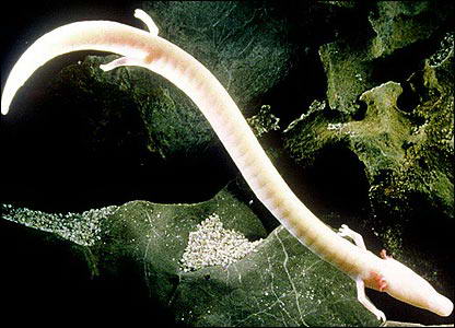 Makhluk ini memiliki tubuh panjang berwarna putih dengan empat kaki kecil