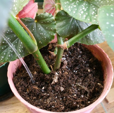 The Flower Bin Controlling Fungus Gnats  in Houseplants 