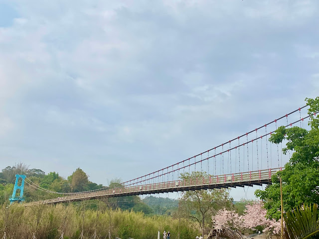 竹崎公園花旗木