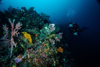 Diving Pulau Misool