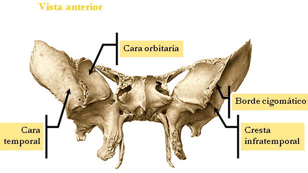 Esfenoides Vista anterior