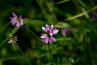 crown vetch