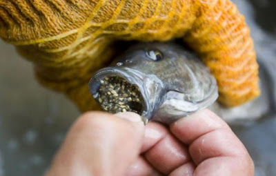 MOHON SEBARKAN!!! INILAH SEBABNYA MENGAPA ANDA PERLU BERHENTI MEMAKAN IKAN TALAPIA SEKARANG JUGA!