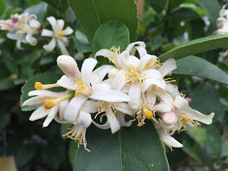 Citrus bloom Vivero Growers Nursery Austin