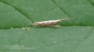 Plutella (Plutella) xylostella DSC86137