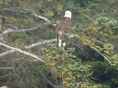 Beautiful Bald Eagle