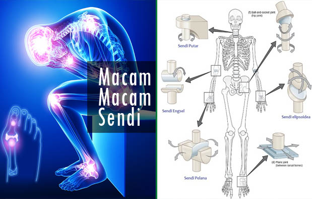 Gambar Struktur Sendi Lengkap Dengan Keterangan