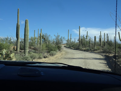 Saguaro National Park