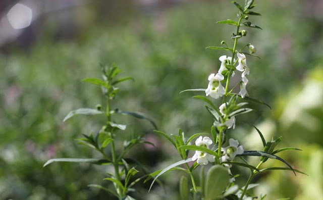 Angelonia Flowers Pictures