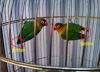 Karakteristik dan Perbedaan Lovebird Jantan dan Betina,