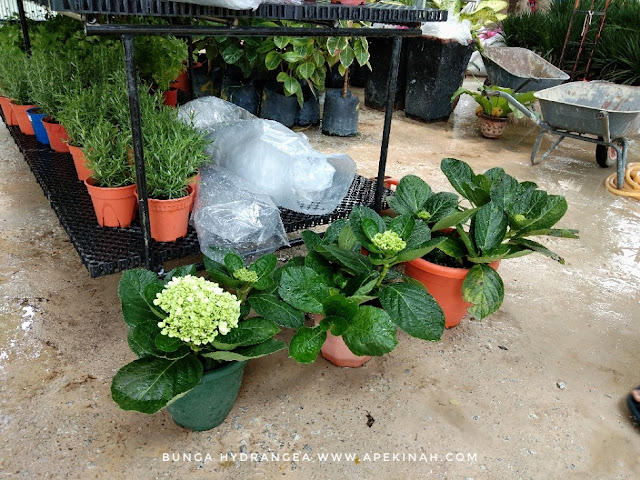 Bunga Hydrangea, bunga kembang 3 bulan, bunga Siti Zubaidah