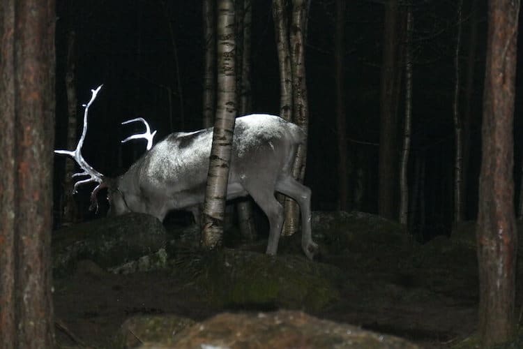 reindeer antlers with lights