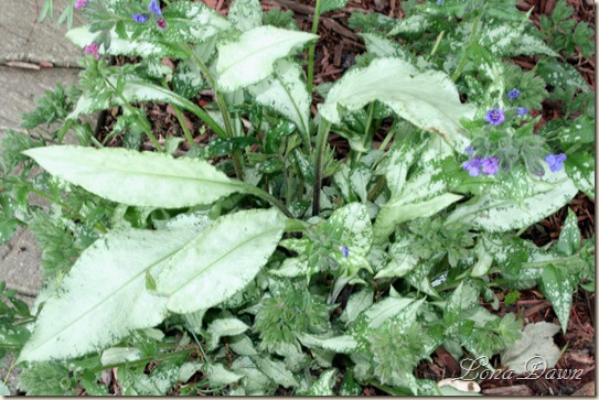 Pulmonaria_DianaClare_May13