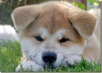 adiestramiento canino-1
