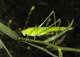 Sickle-bearing Bush-cricket male