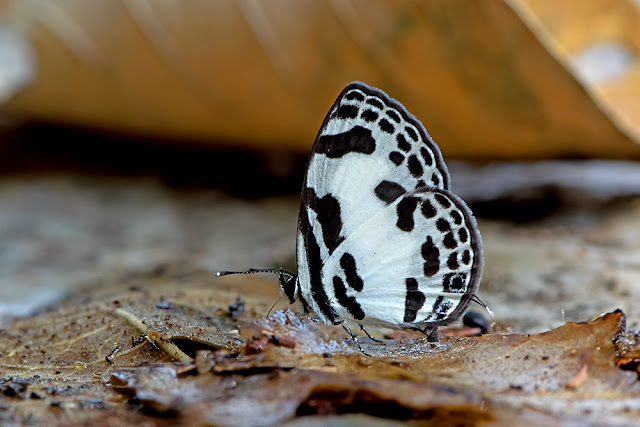 Discolampa ethion the Banded Blue Pierrot butterfly