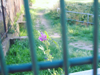 Purple flower through a gate