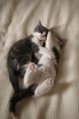 Scottish Fold Brother and Sister Cats Seen On www.coolpicturegallery.us