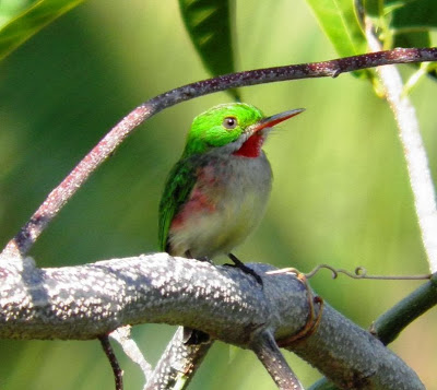 Barrancolí pico grueso Todus subulatus