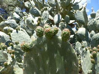 Opuntia ficus-indica - Figuier de Barbarie - Figuier d'Inde 