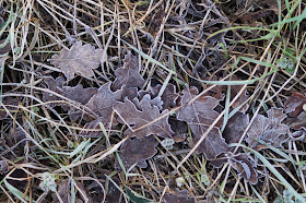 Cold frosty winter mornings in Norfolk countryside