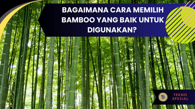 Bagaimana Cara Memilih Bamboo yang Baik untuk Digunakan? Simak Penjelasan Berikut!