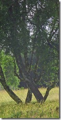 W Tree